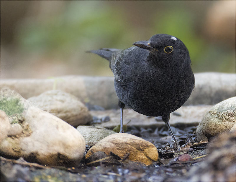 Jove de Merla (Turdus merula)