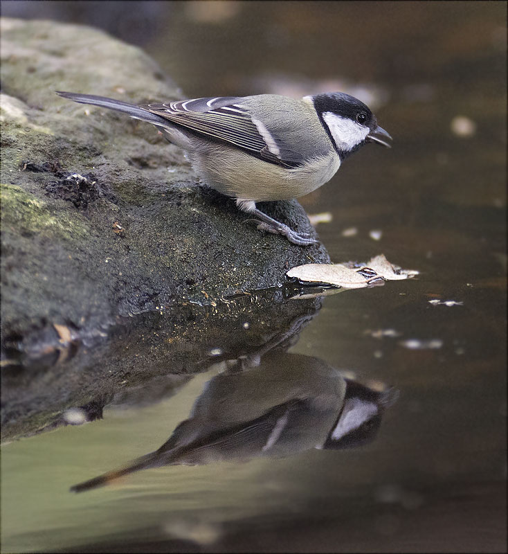 Mallerenga carbonera (Parus major)