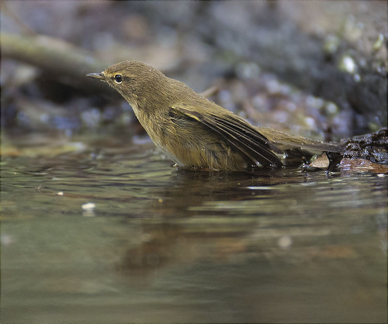 Mosquiter comú (Phylloscopus collybita)