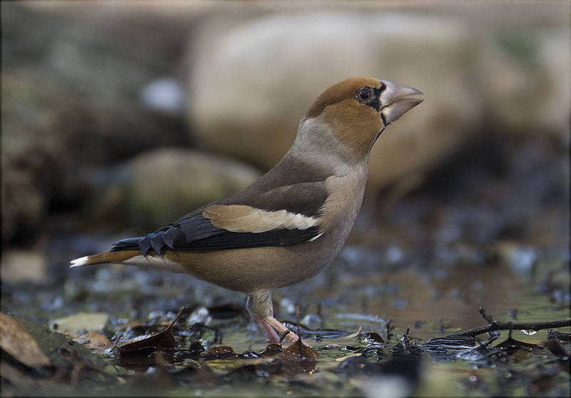 Durbec (Coccothraustes coccothraustes)