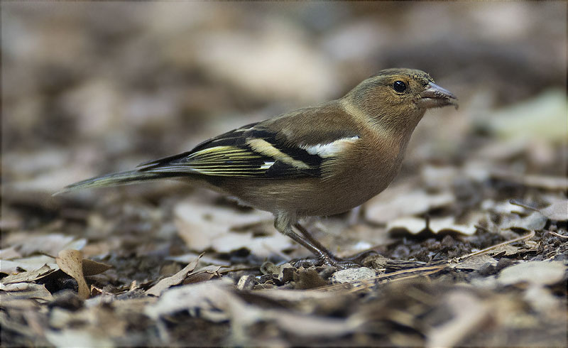 Mascle de Pinsà comú (Fringilla coelebs)