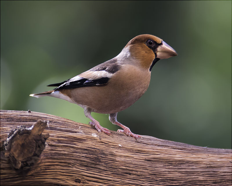 Durbec (Coccothraustes coccothraustes)