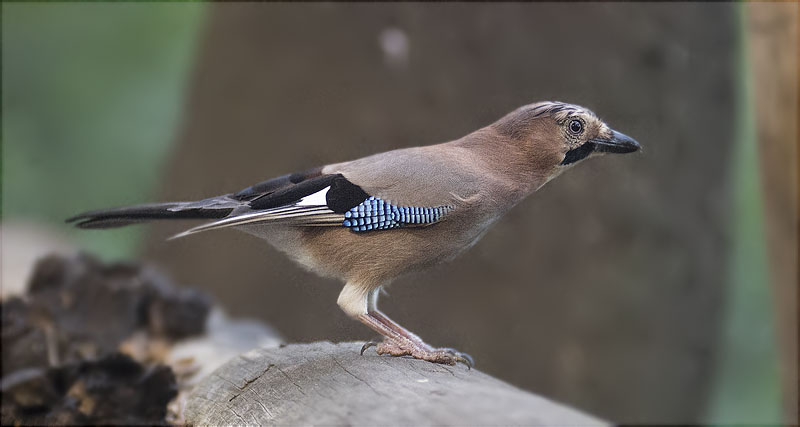 Gaig (Garrulus grandarius)