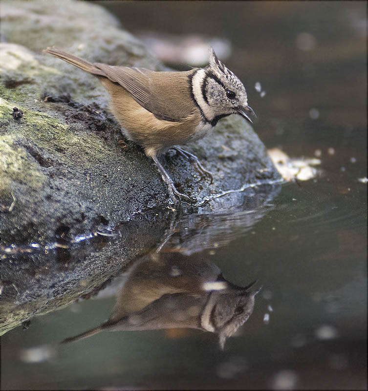 Mallerenga emplomallada (Parus cristatus)