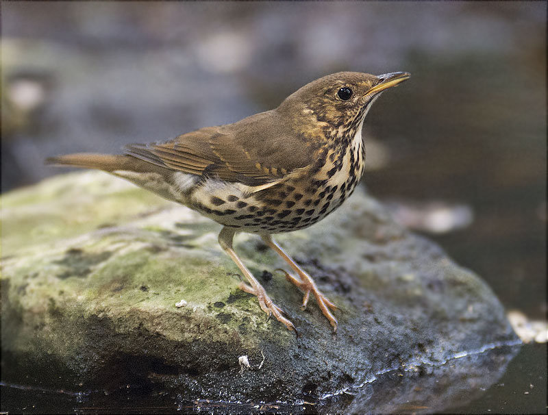 Tord comú (Turdus philomelos)