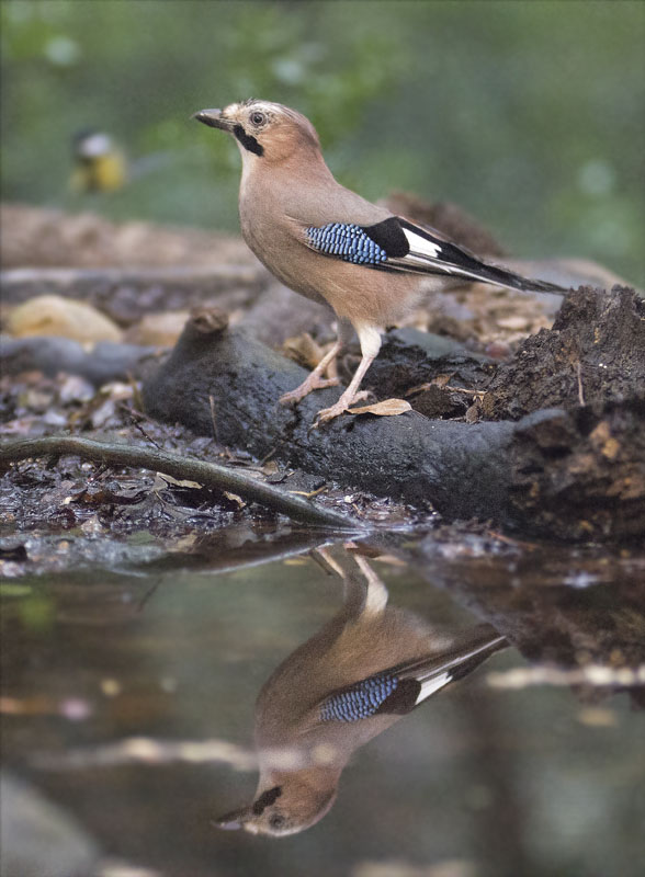 Gaig (Garrulus grandarius)