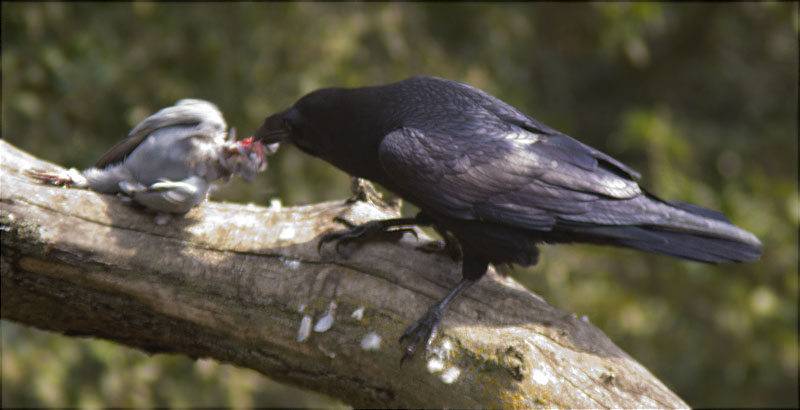 Corb (Corvus corax) desplomant i menjant-se un colom