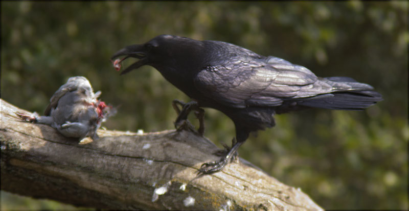 Corb (Corvus corax) desplomant i menjant-se un colom