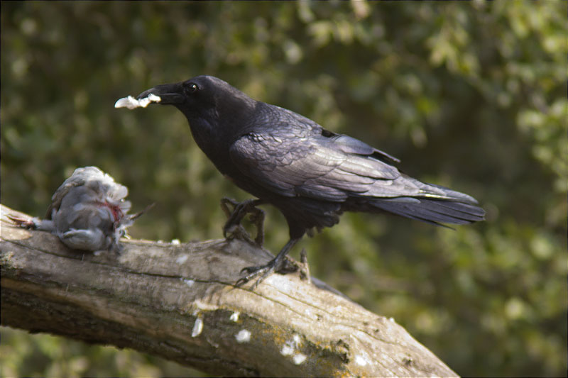 Corb (Corvus corax) desplomant i menjant-se un colom