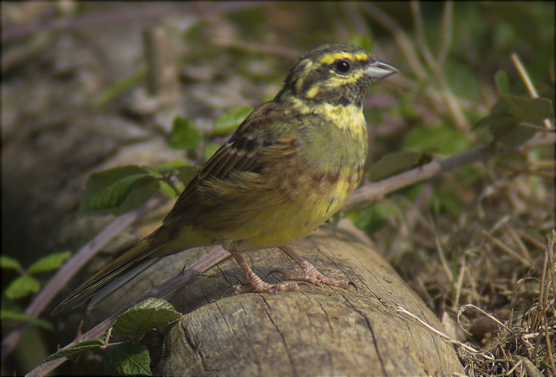 Mascle de Gratapalles (Emberiza cirlus)