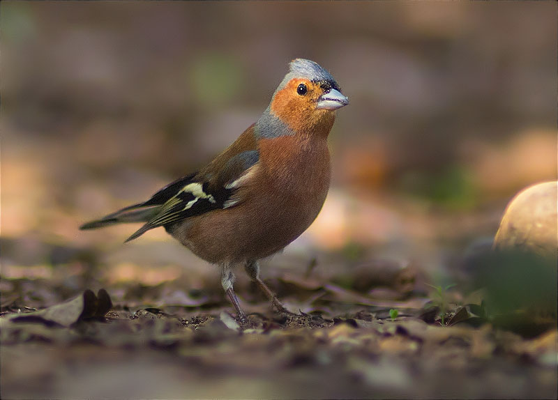 Mascle de Pinsà comú (Fringilla coelebs)