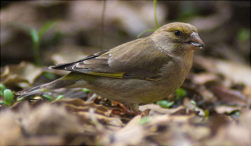 Verdum (Carduelis chloris)