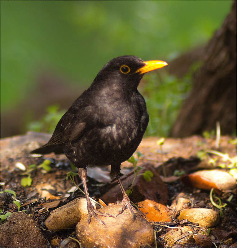 Mascle de Merla (Turdus merula)