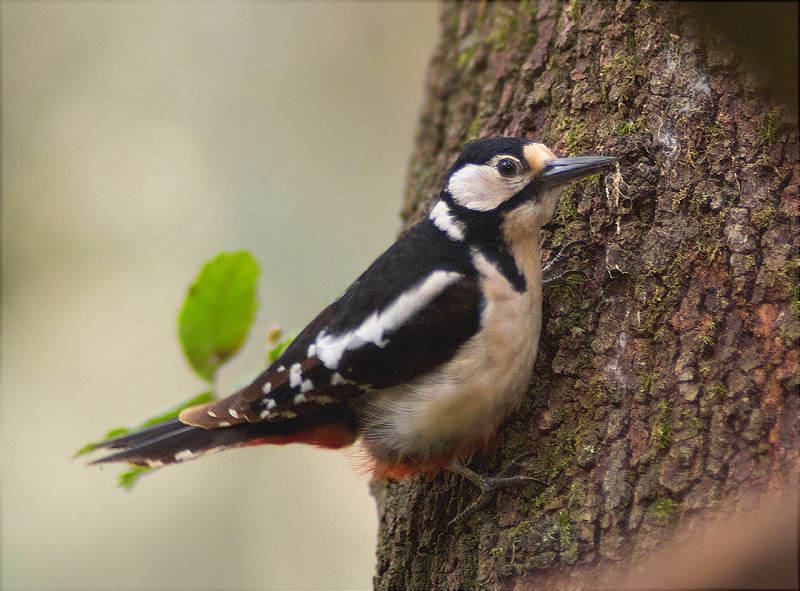 Femella de Picot garser gros (Dendrocopos major)