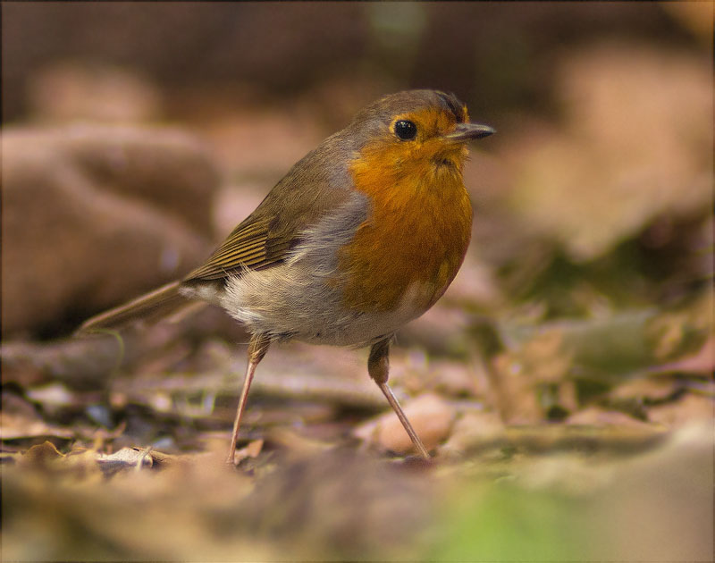 Pit roig (Erithacus rubecola)