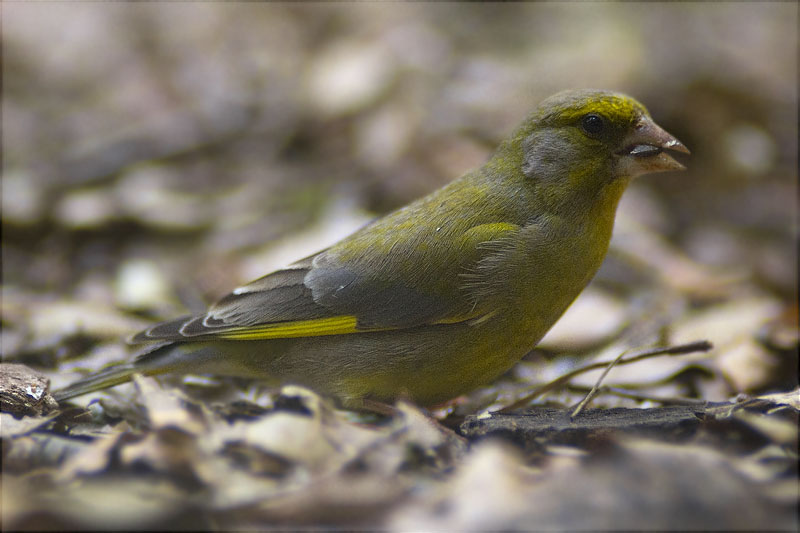 Verdum (Carduelis chloris)