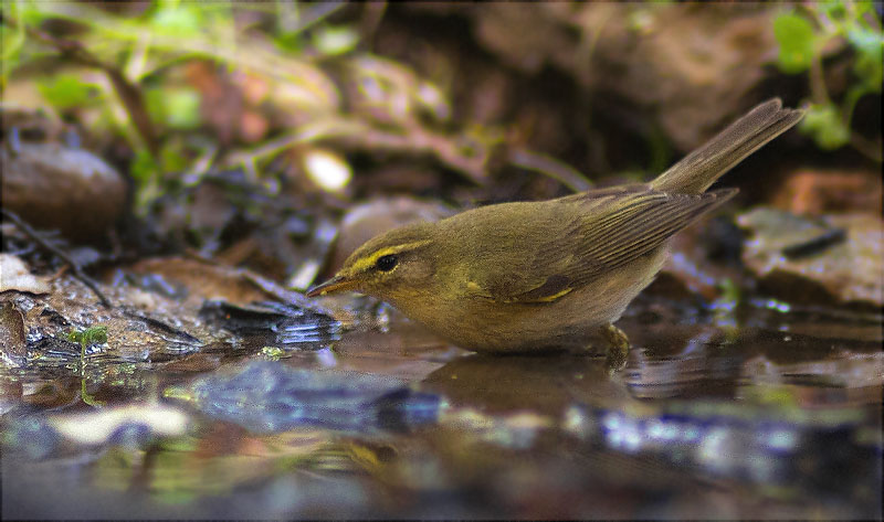 Mosquiter comú (Phylloscopus collybita)