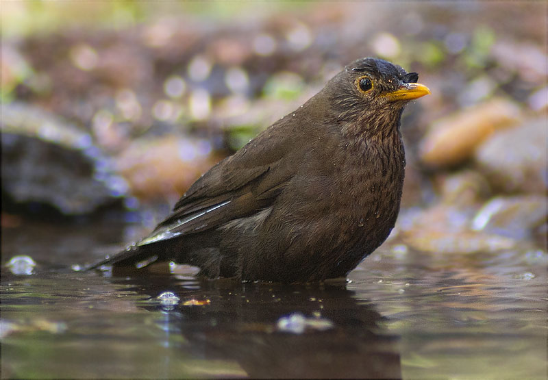 Femella de Merla (Turdus merula)