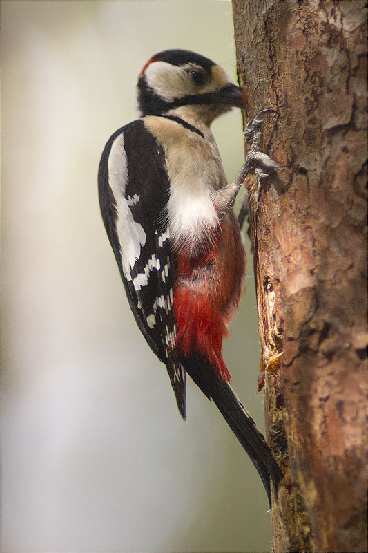 Mascle de Picot garser gros (Dendrocopos major)