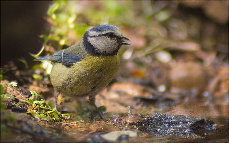 Mallerenga blava (Parus caeruleus)