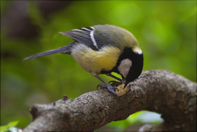 Mallerenga carbonera (Parus major) 2/2