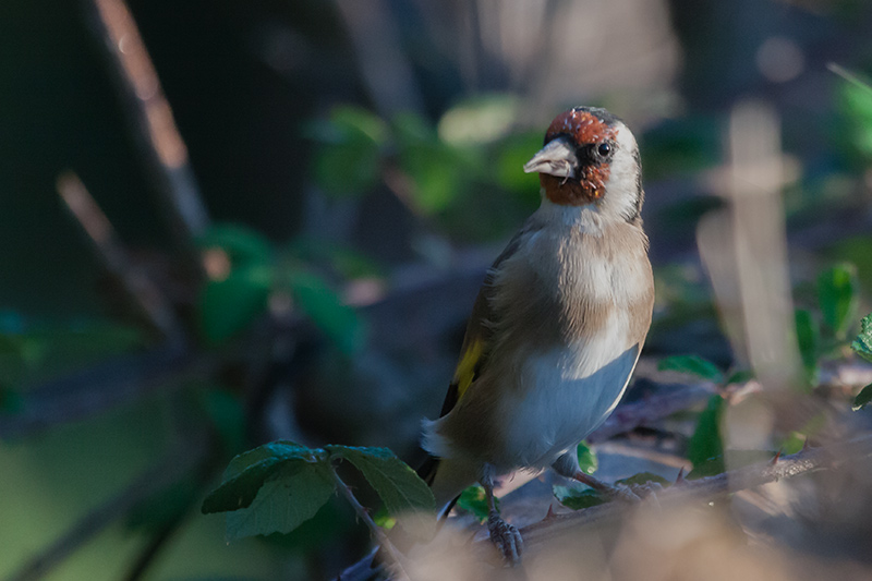 Cadernera (Carduelis carduelis)