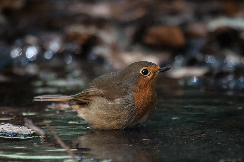 Pit roig (Erithacus rubecola)