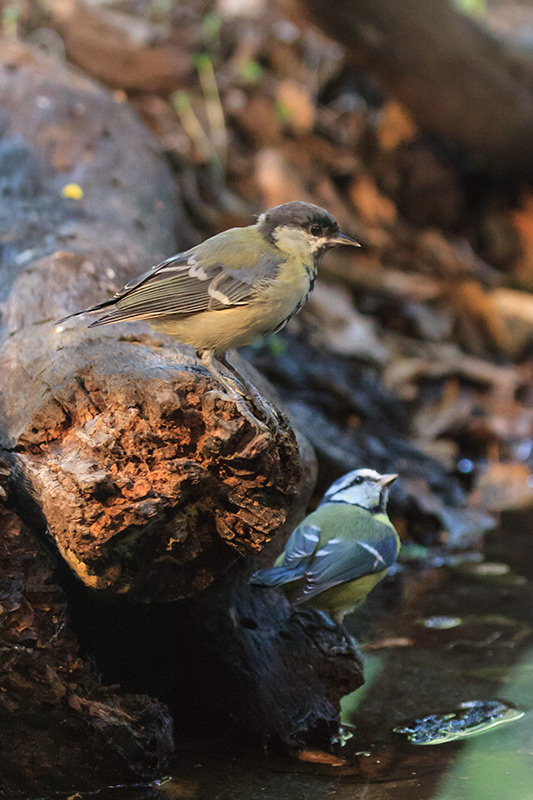 Mallerenga blava (Parus caeruleus) Mallerenga carbonera (Parus major)