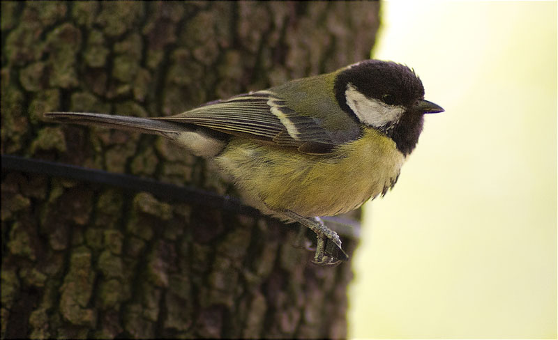 Mallerenga carbonera (Parus major)