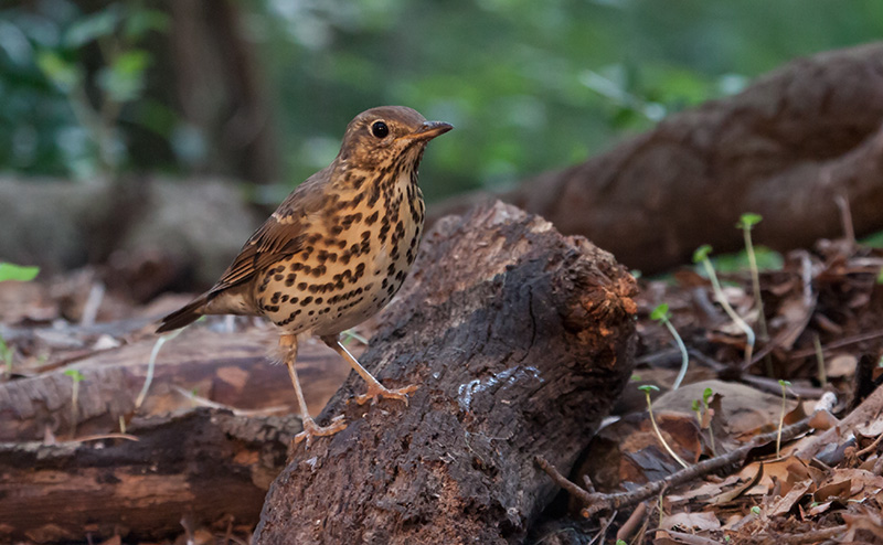 Griva (Turdus viscivorus)