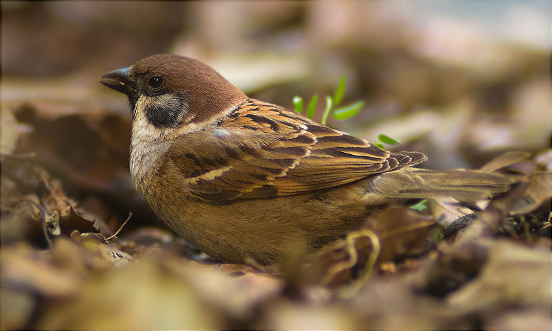 Pardal xarrec (Passer montanus)