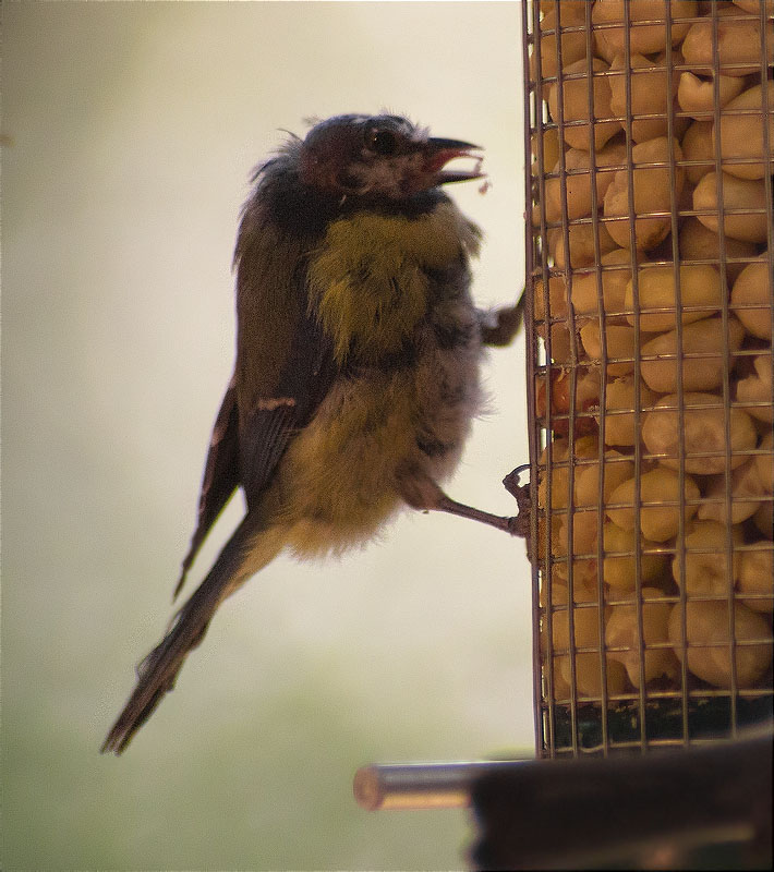 Problemes de plomatge en una Mallerenga carbonera (Parus major)