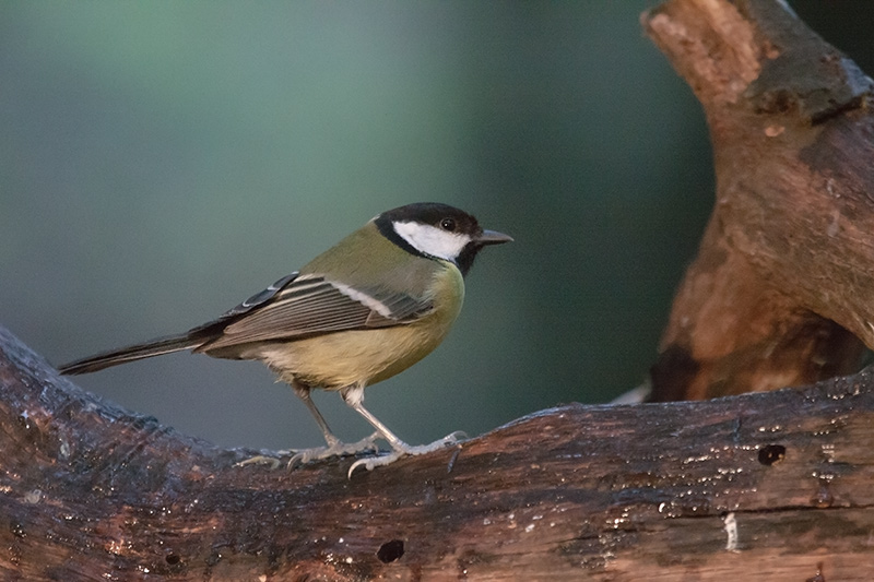 Mallerenga carbonera (Parus major)