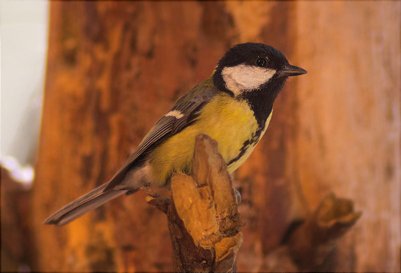 Mallerenga carbonera (Parus major)