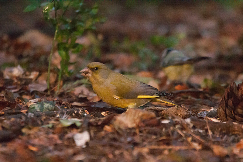 Verdum (Carduelis chloris)