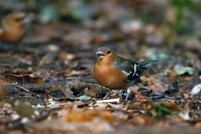 Pinsà comú (Fringilla coelebs).Mascle