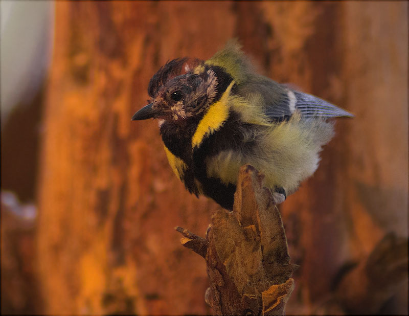 Problemes de plomatge en una Mallerenga carbonera (Parus major)