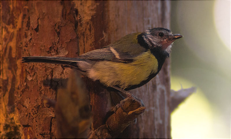 Problemes de plomatge en una Mallerenga carbonera (Parus major)