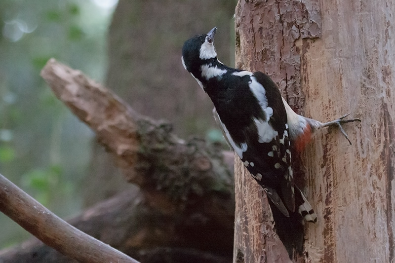 Picot garser gros (Dendrocopos major).Femella