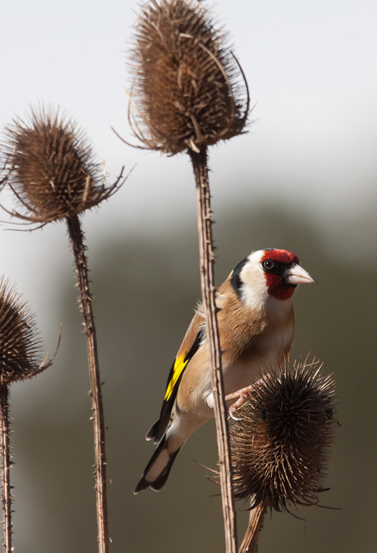 Cadernera (Carduelis carduelis)