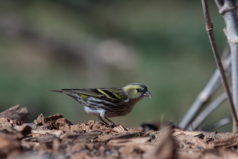 Gafarró (Serinus serinus)