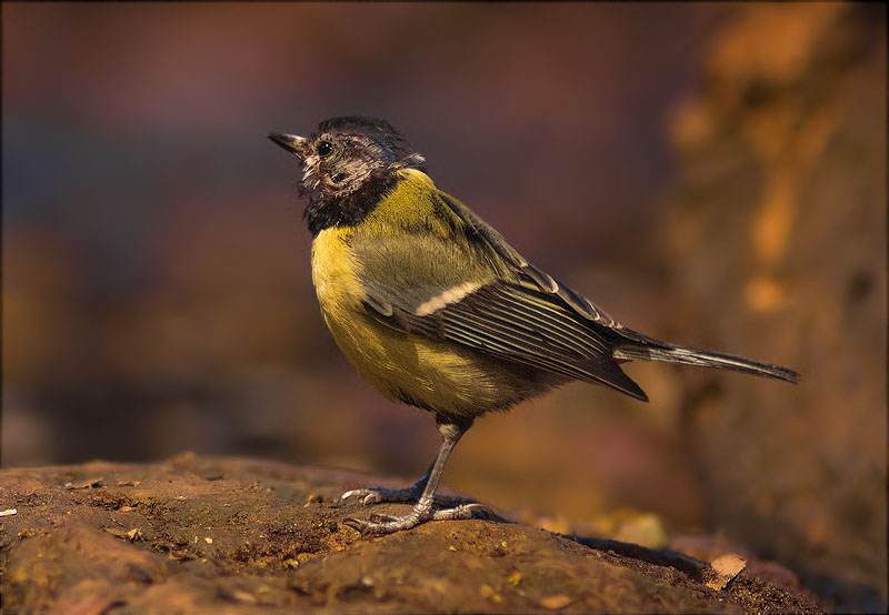 Mallerenga carbonera (Parus major)