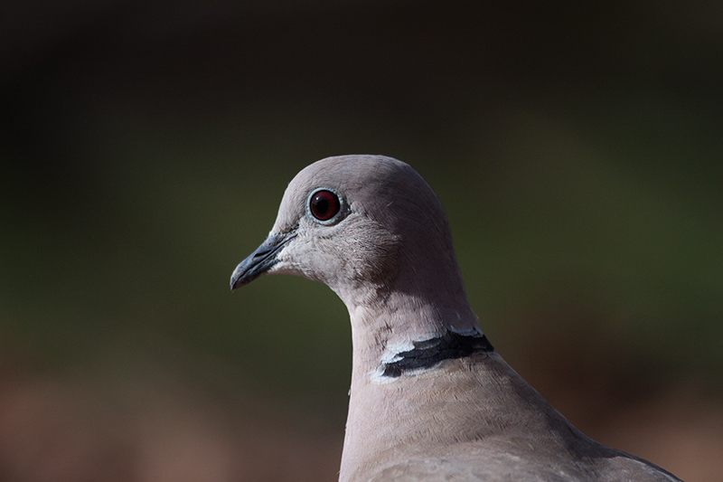 Tórtora turca (Streptopelia decaocto)