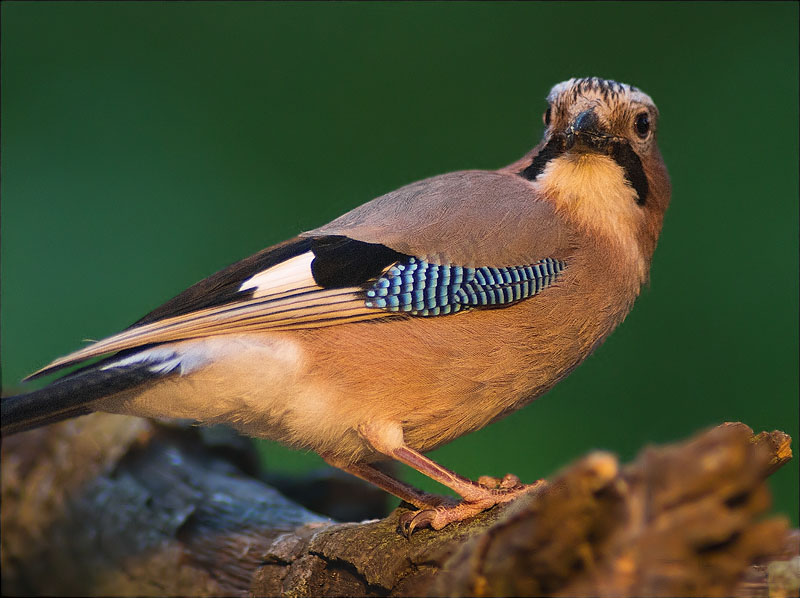 Gaig (Garrulus grandarius)