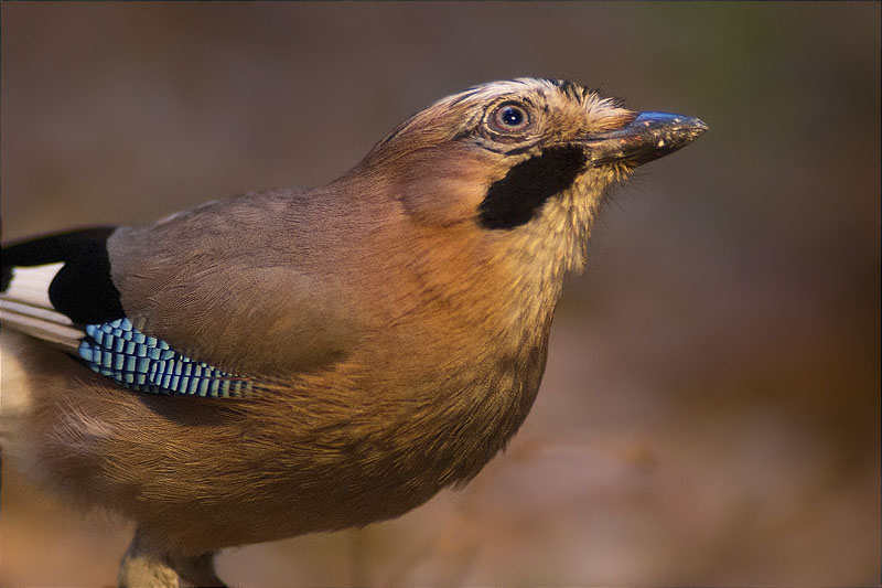 Gaig (Garrulus grandarius)