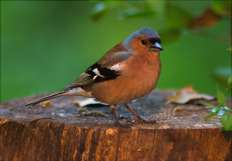 Mascle de Pinsà comú (Fringilla coelebs)