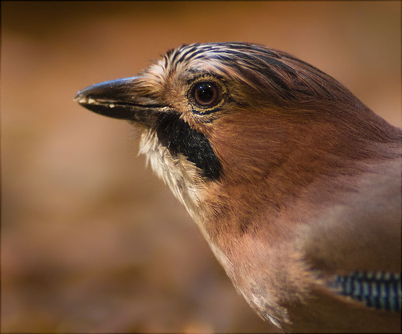 Gaig (Garrulus grandarius)