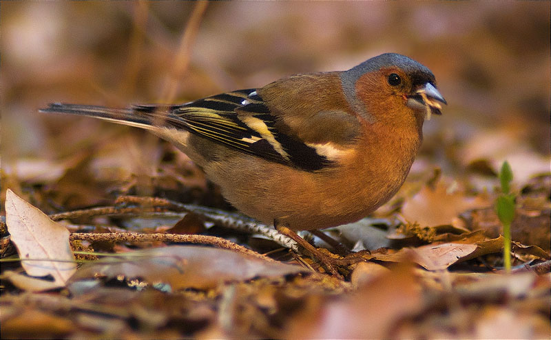 Mascle de Pinsà comú (Fringilla coelebs)