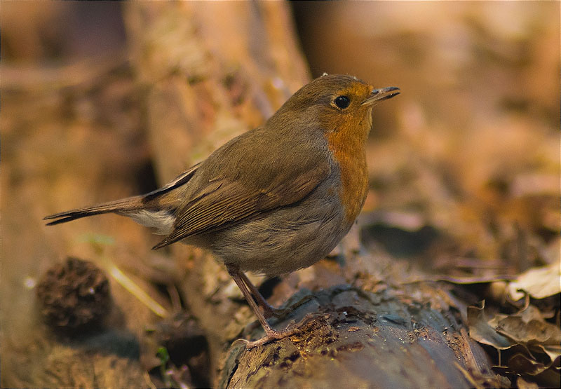 Pit roig (Erithacus rubecola)