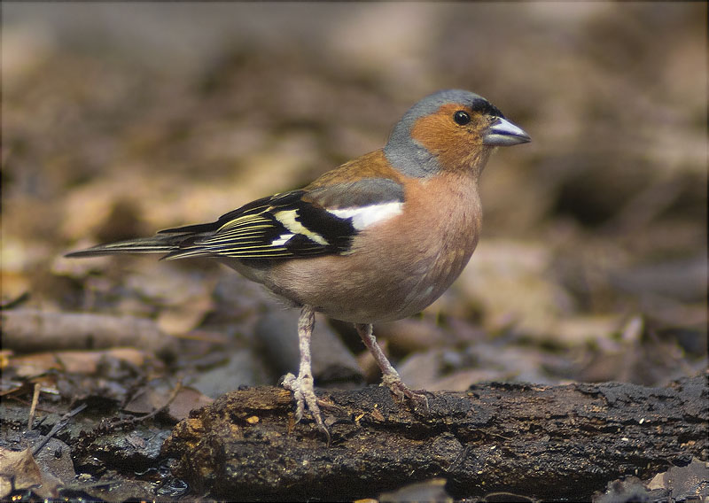 Mascle de Pinsà comú (Fringilla coelebs)